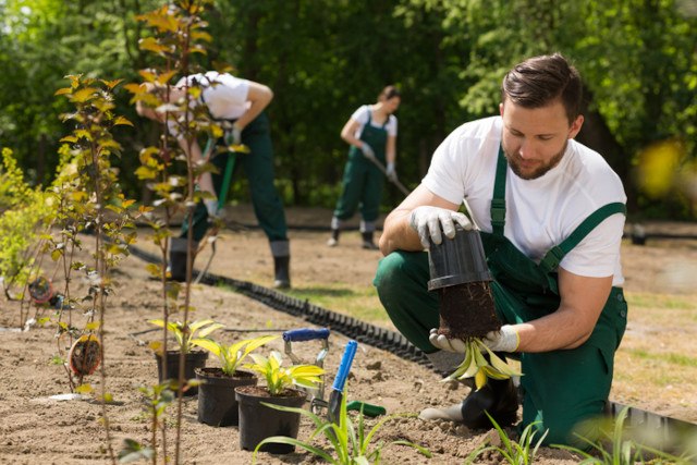 Gärtner pflanzen Bäume in einem Garten ein.